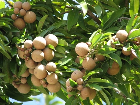Chikoo Farm