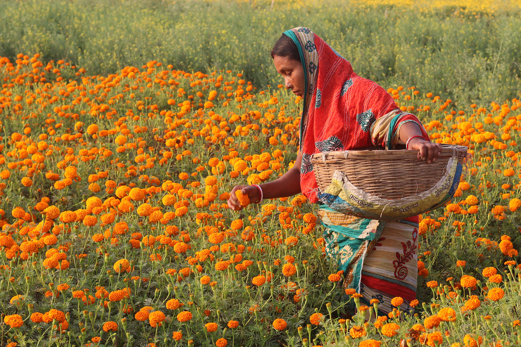Flower Farm