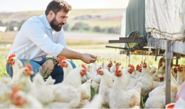Poultry Farm