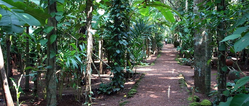 Spice Farm