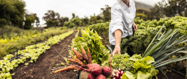 Vegetable Farm